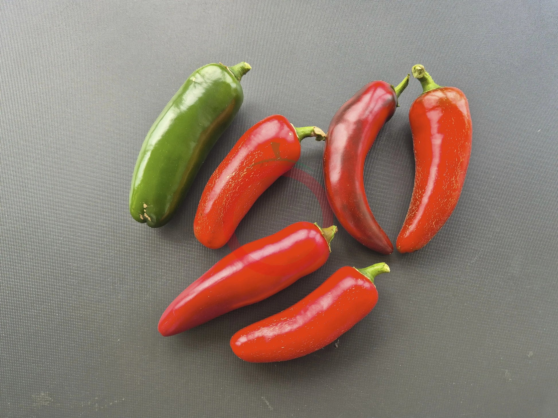 Monster Jalapeno DER TOMATENFLÜSTERER