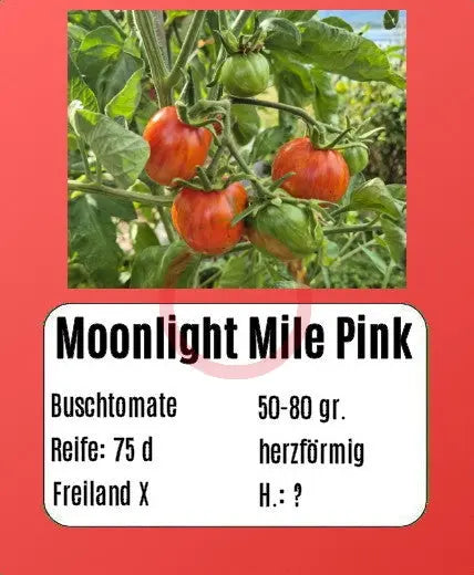 Moonlight Mile Pink DER TOMATENFLÜSTERER