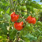Moonlight Mile Pink DER TOMATENFLÜSTERER