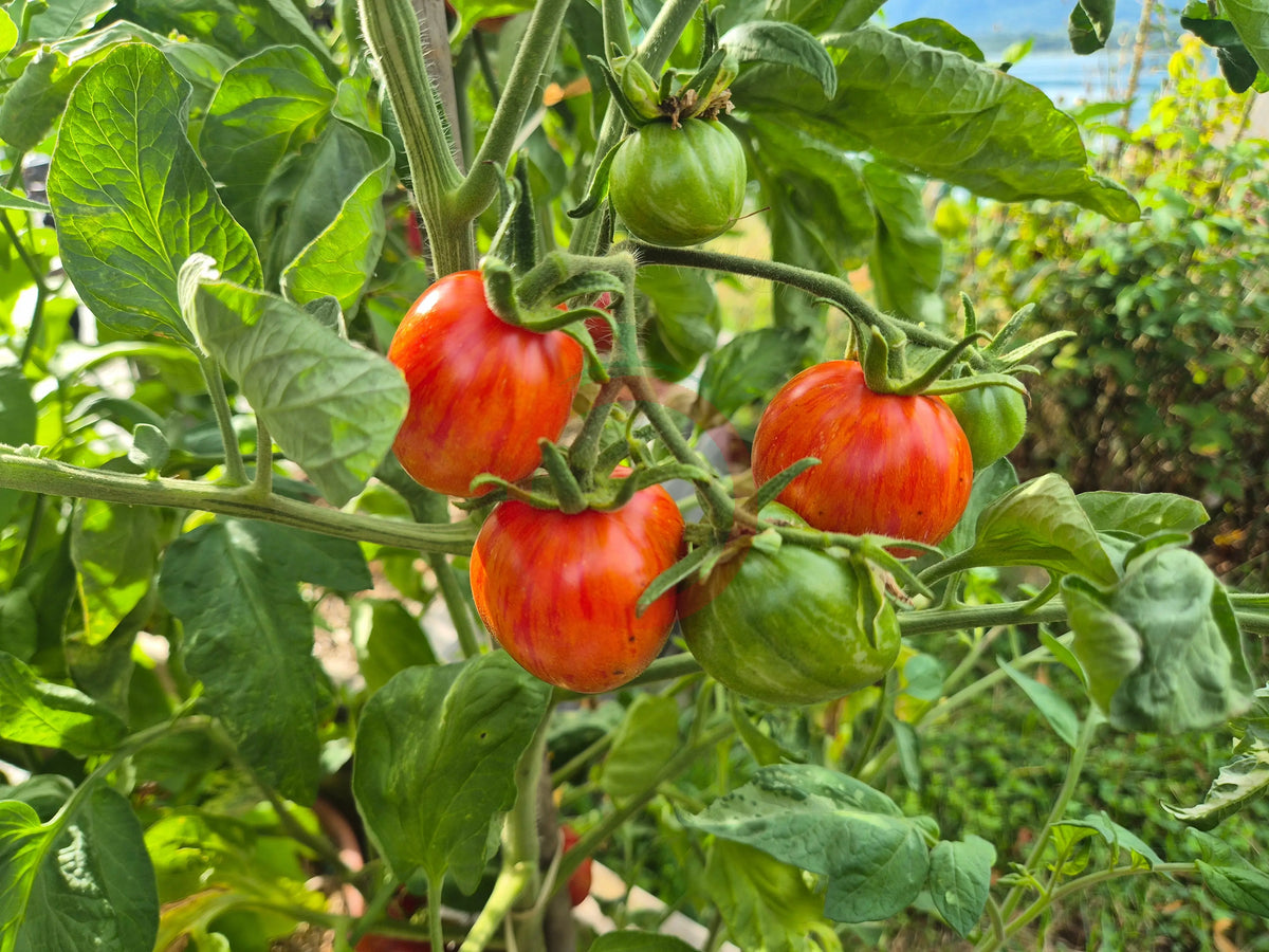 Moonlight Mile Pink DER TOMATENFLÜSTERER