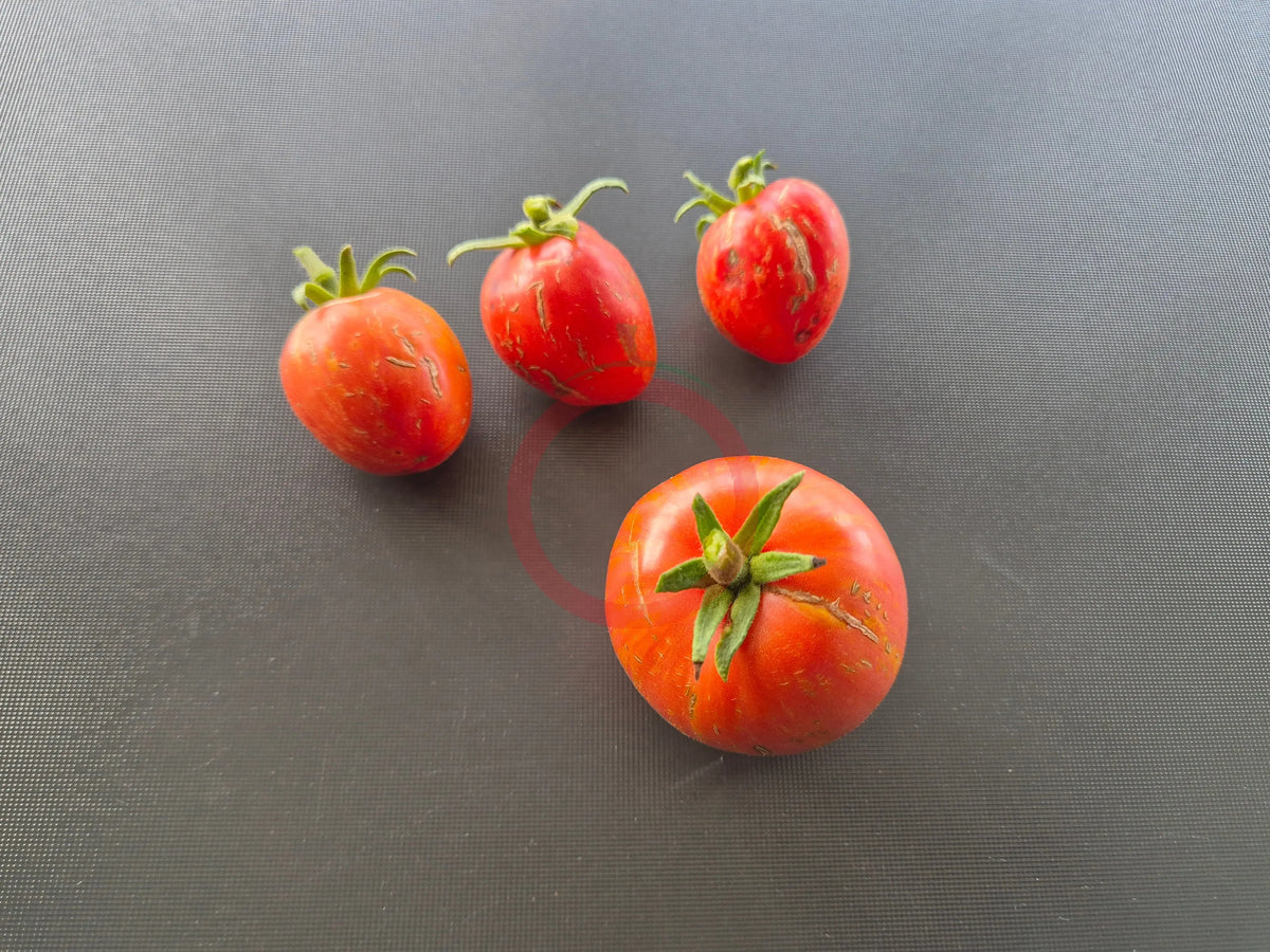 Moonlight Mile Pink DER TOMATENFLÜSTERER