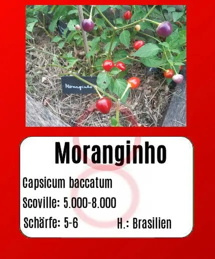 Moranginho DER TOMATENFLÜSTERER