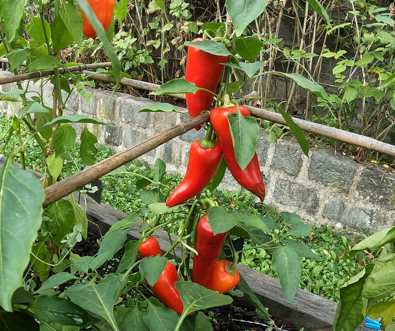 Morosko DER TOMATENFLÜSTERER