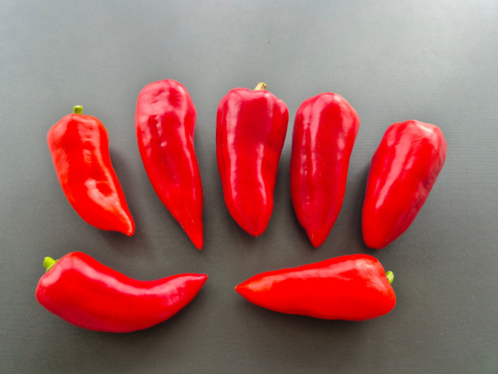 Morosko DER TOMATENFLÜSTERER