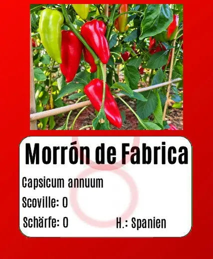 Morrón de Fabrica DER TOMATENFLÜSTERER