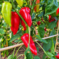Morrón de Fabrica DER TOMATENFLÜSTERER