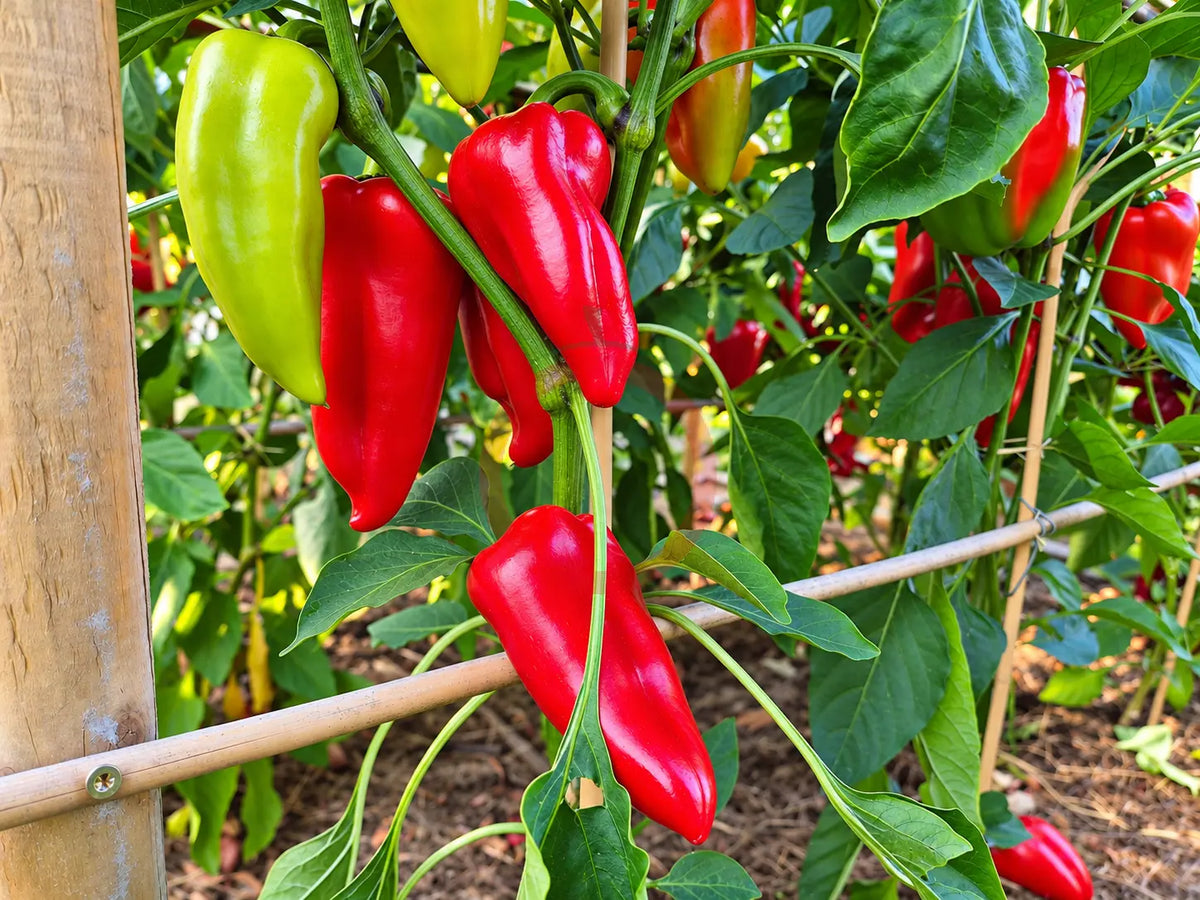 Morrón de Fabrica DER TOMATENFLÜSTERER