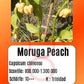 Moruga Peach DER TOMATENFLÜSTERER
