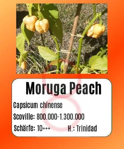 Moruga Peach DER TOMATENFLÜSTERER