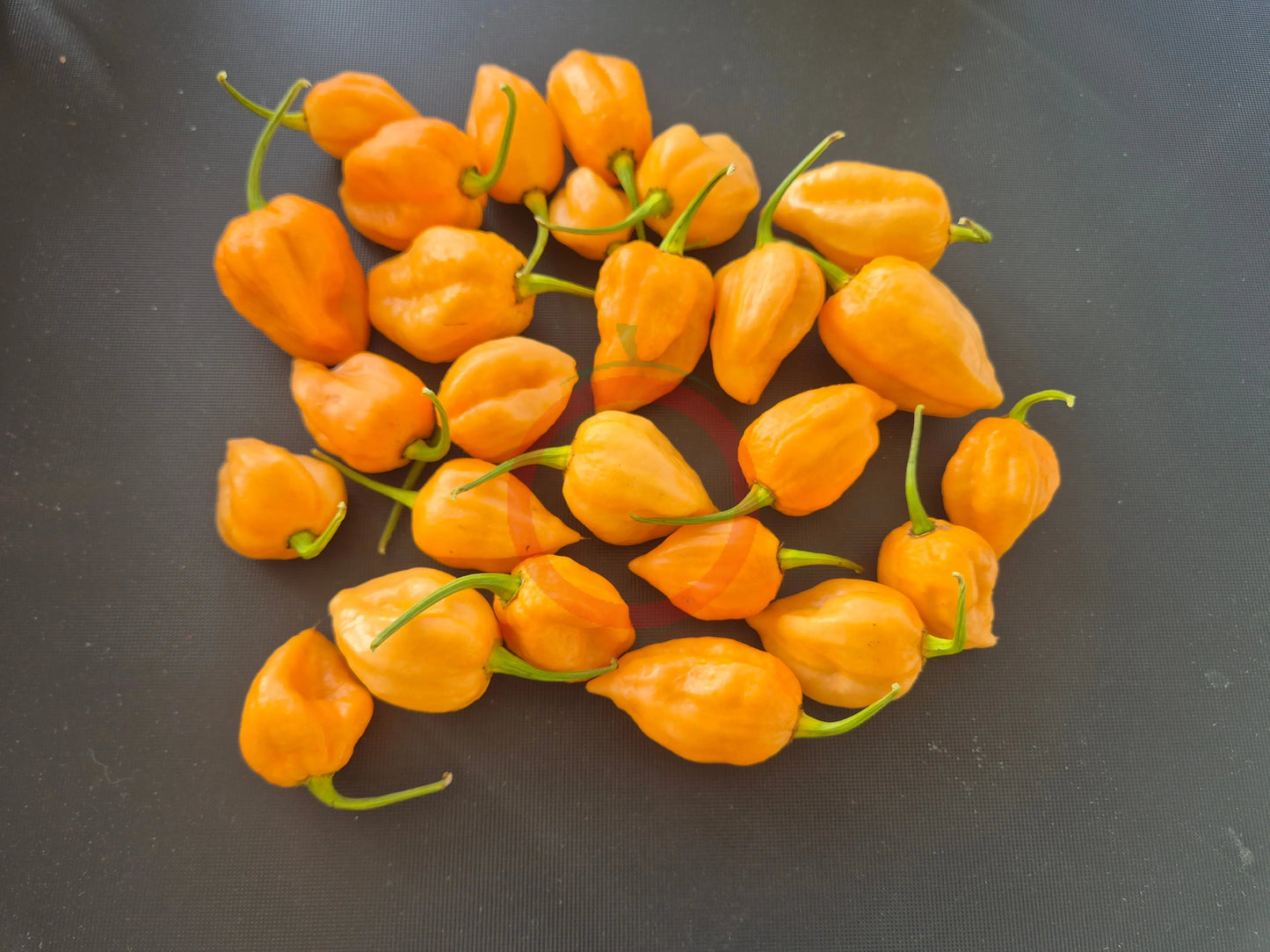 Moruga Peach DER TOMATENFLÜSTERER