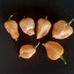 Moruga Peach DER TOMATENFLÜSTERER