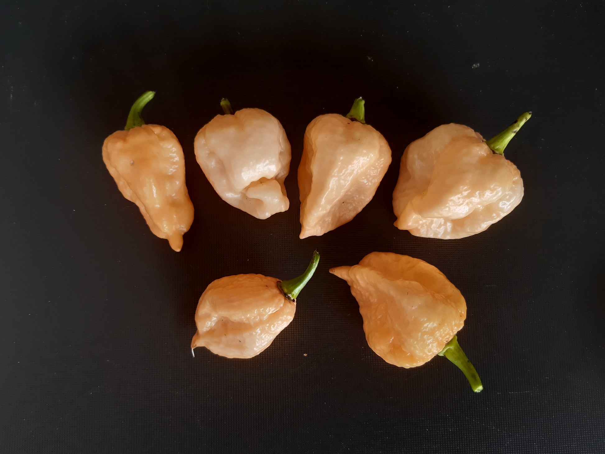 Moruga Peach DER TOMATENFLÜSTERER
