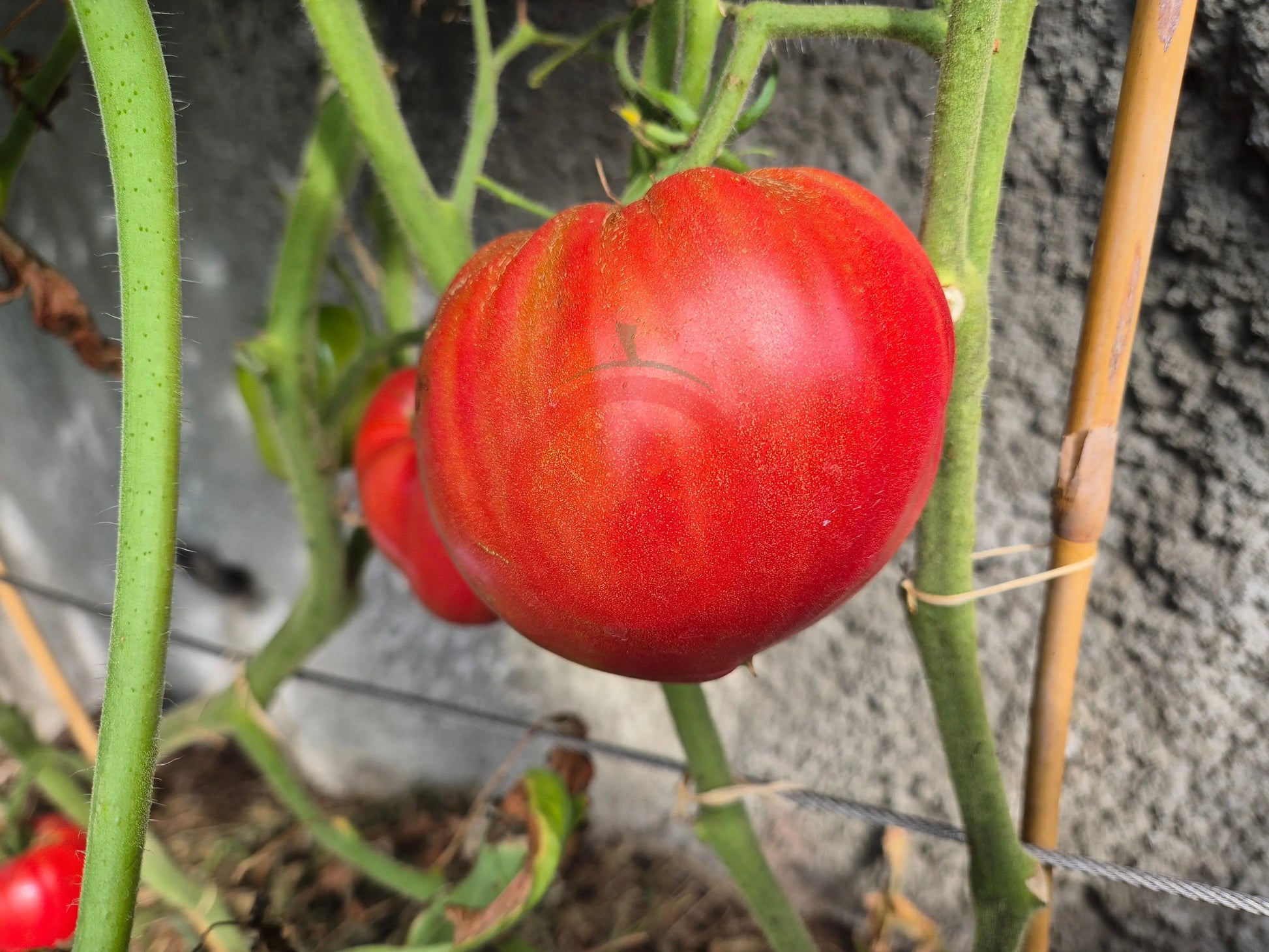 Mrs. Schlaubaugh's Famous Strawberry DER TOMATENFLÜSTERER