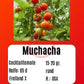 Muchacha DER TOMATENFLÜSTERER