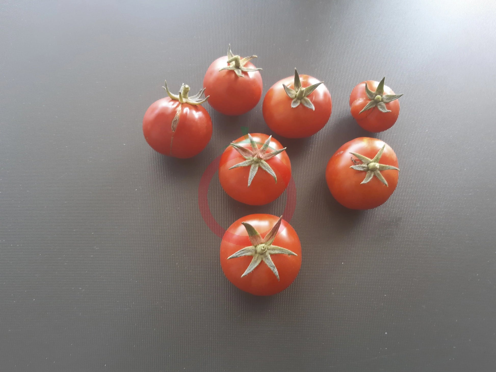 Muchacha DER TOMATENFLÜSTERER
