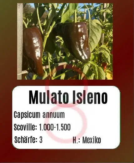 Mulato Isleno DER TOMATENFLÜSTERER
