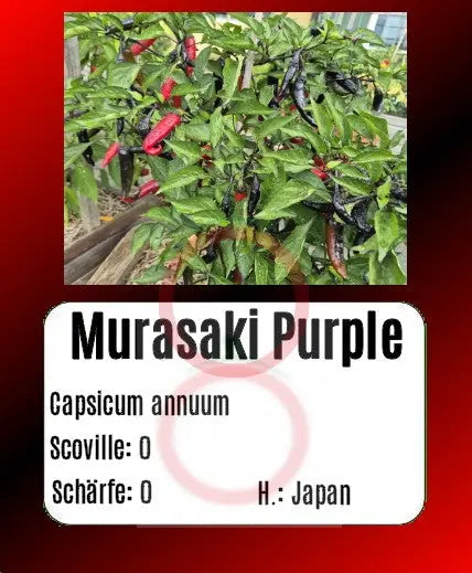 Murasaki Purple Pepper DER TOMATENFLÜSTERER