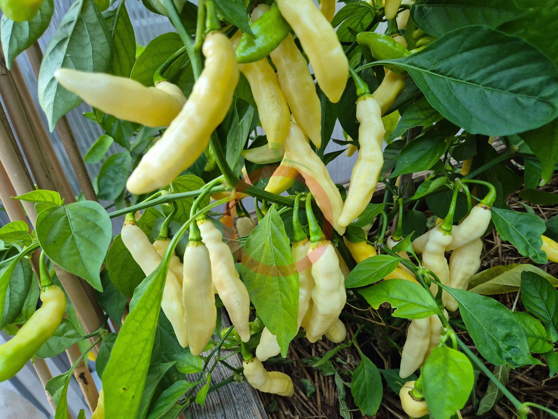Murupi Boa Vista DER TOMATENFLÜSTERER