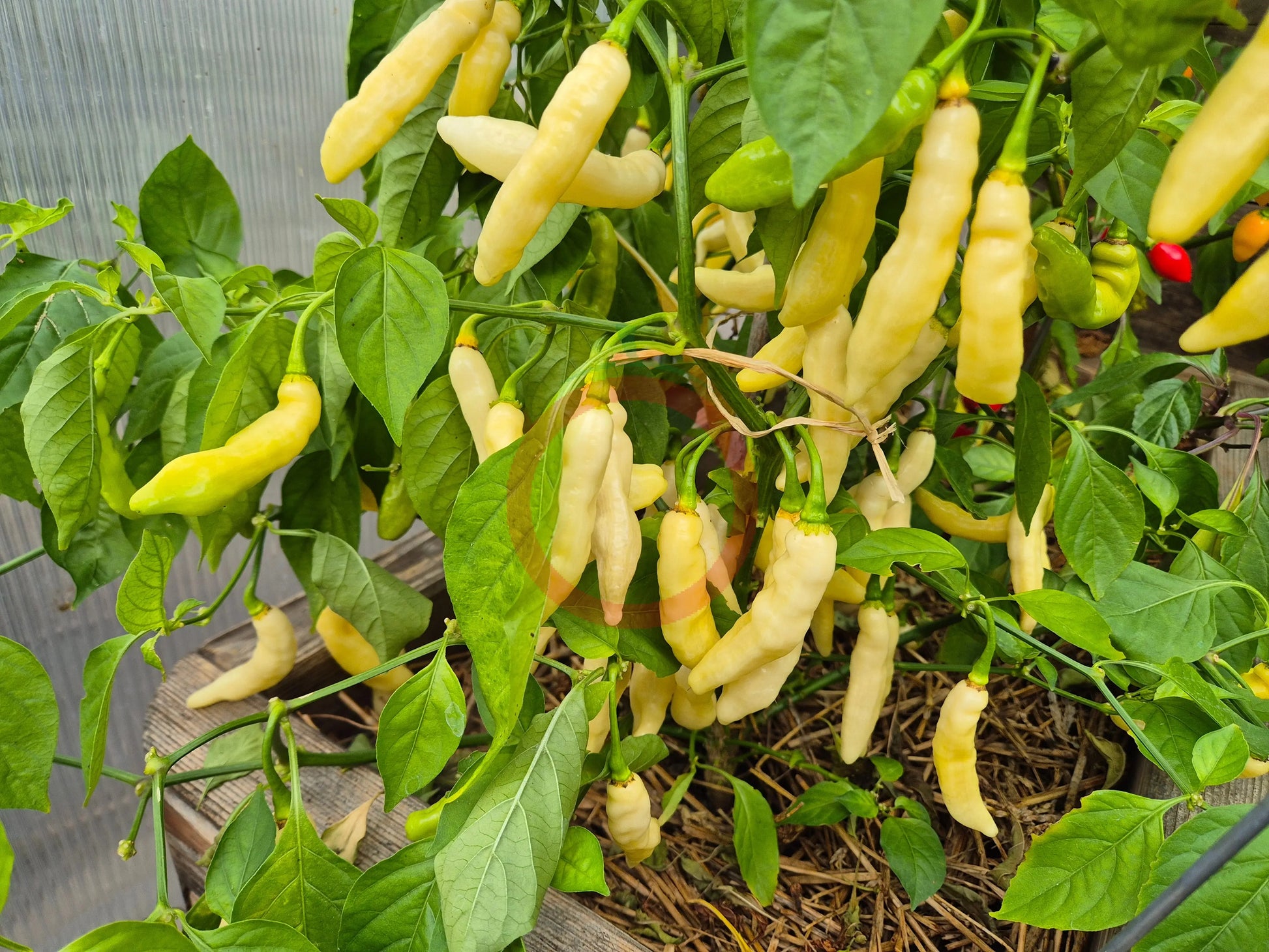 Murupi Boa Vista DER TOMATENFLÜSTERER