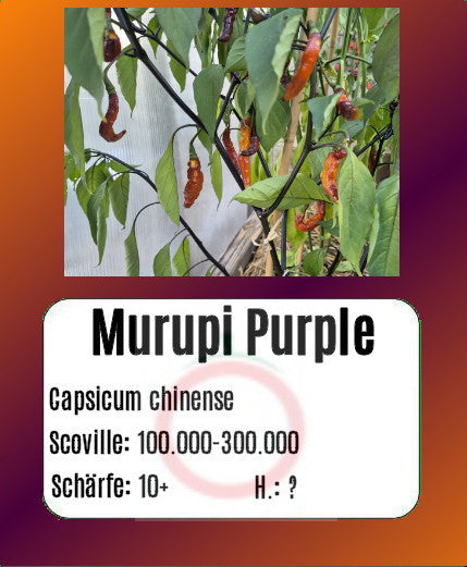 Murupi Purple DER TOMATENFLÜSTERER