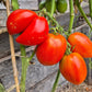Myona DER TOMATENFLÜSTERER