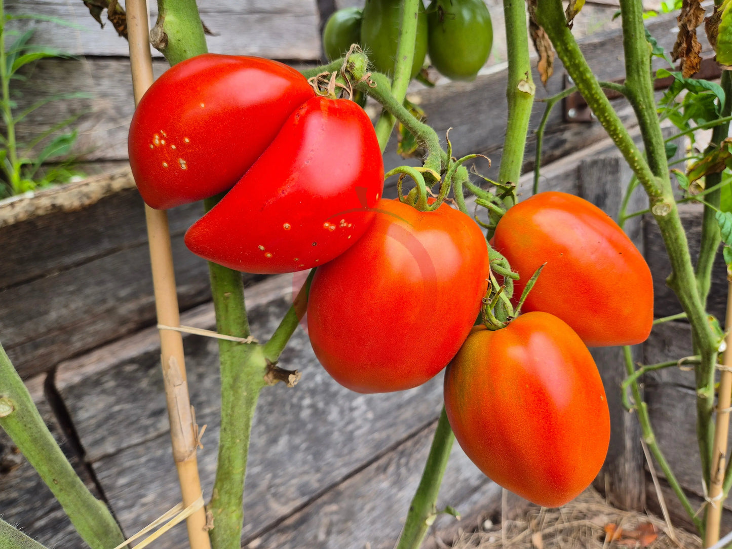 Myona DER TOMATENFLÜSTERER