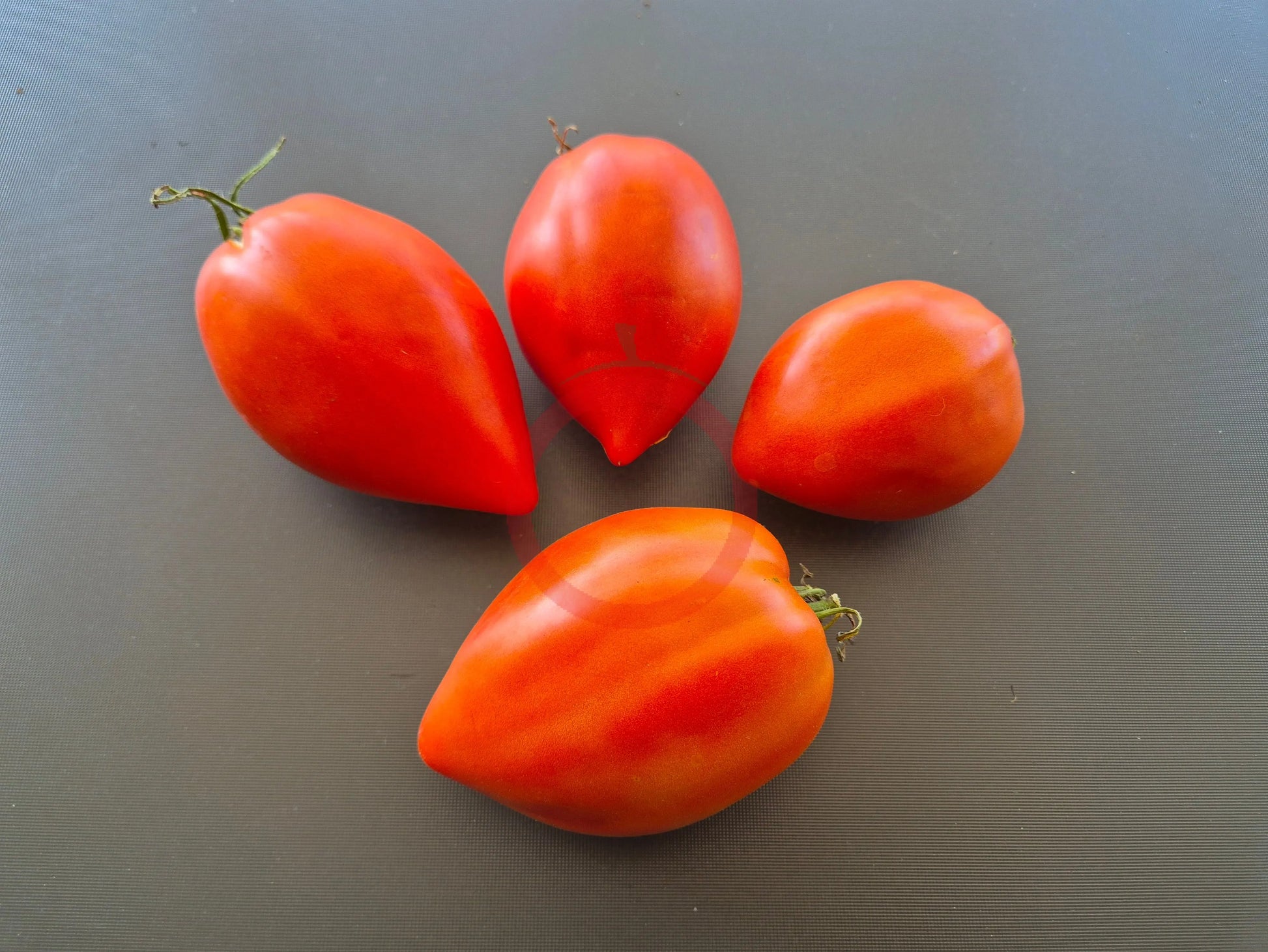 Myona DER TOMATENFLÜSTERER