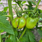 Myona DER TOMATENFLÜSTERER