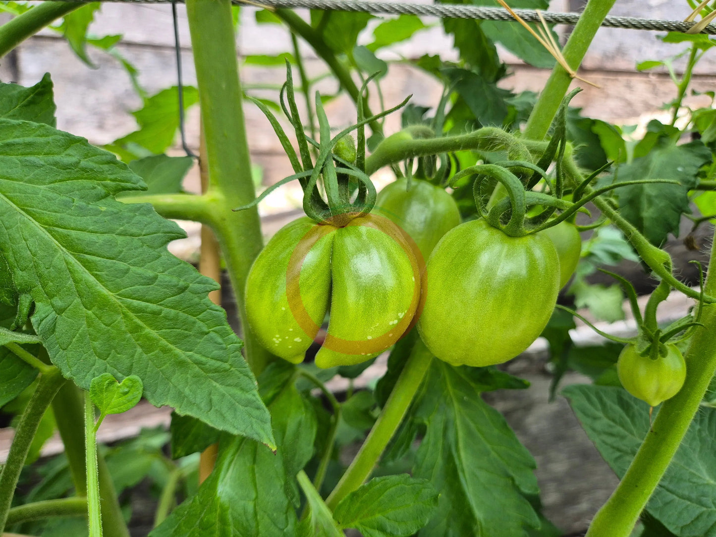 Myona DER TOMATENFLÜSTERER
