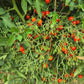 Myriam DER TOMATENFLÜSTERER