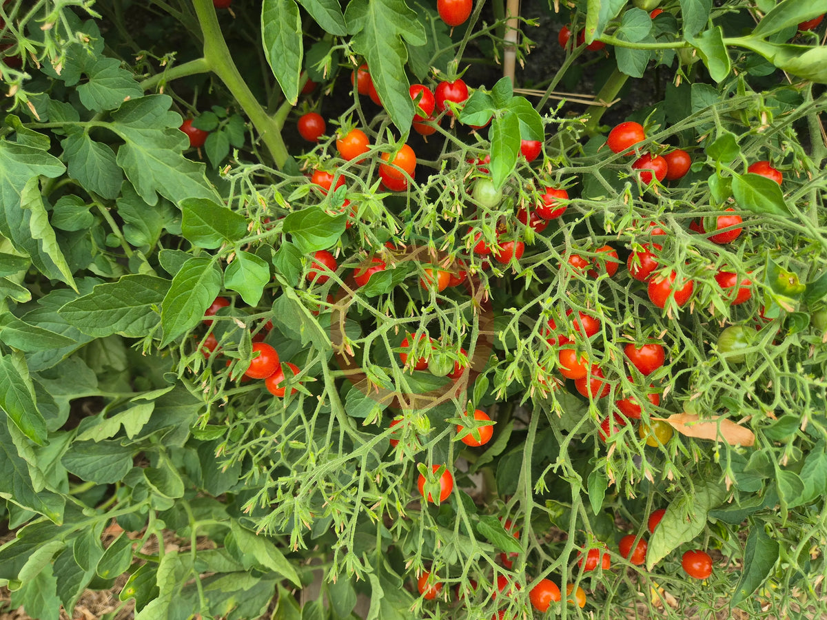 Myriam DER TOMATENFLÜSTERER