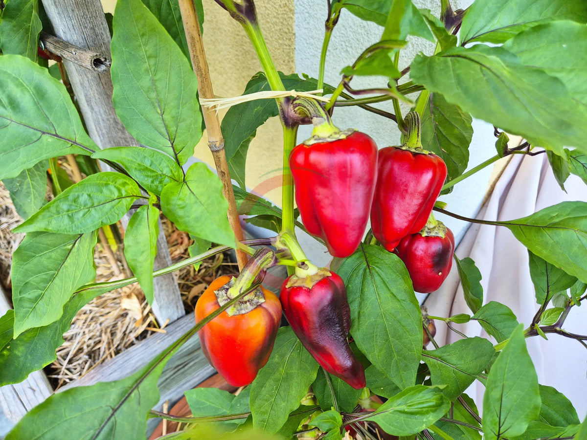 Mystic DER TOMATENFLÜSTERER