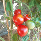 Nadja DER TOMATENFLÜSTERER
