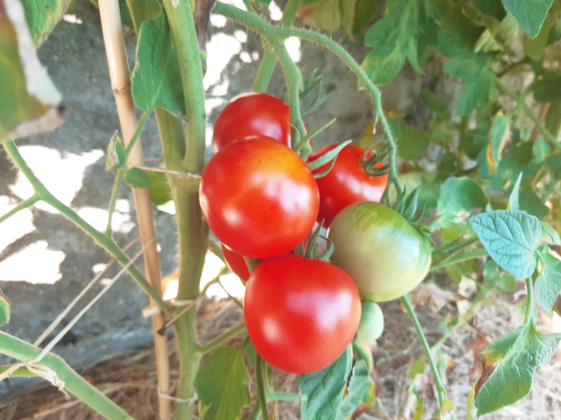 Nadja DER TOMATENFLÜSTERER