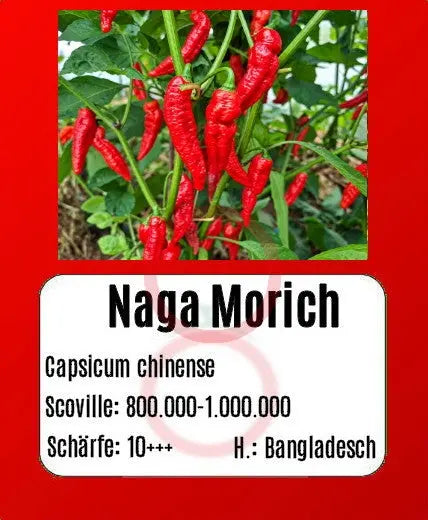 Naga Morich DER TOMATENFLÜSTERER