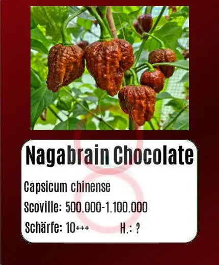 Nagabrain Chocolate DER TOMATENFLÜSTERER