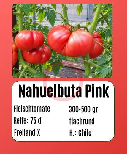 Nahuelbuta Pink DER TOMATENFLÜSTERER