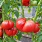 Nahuelbuta Pink DER TOMATENFLÜSTERER