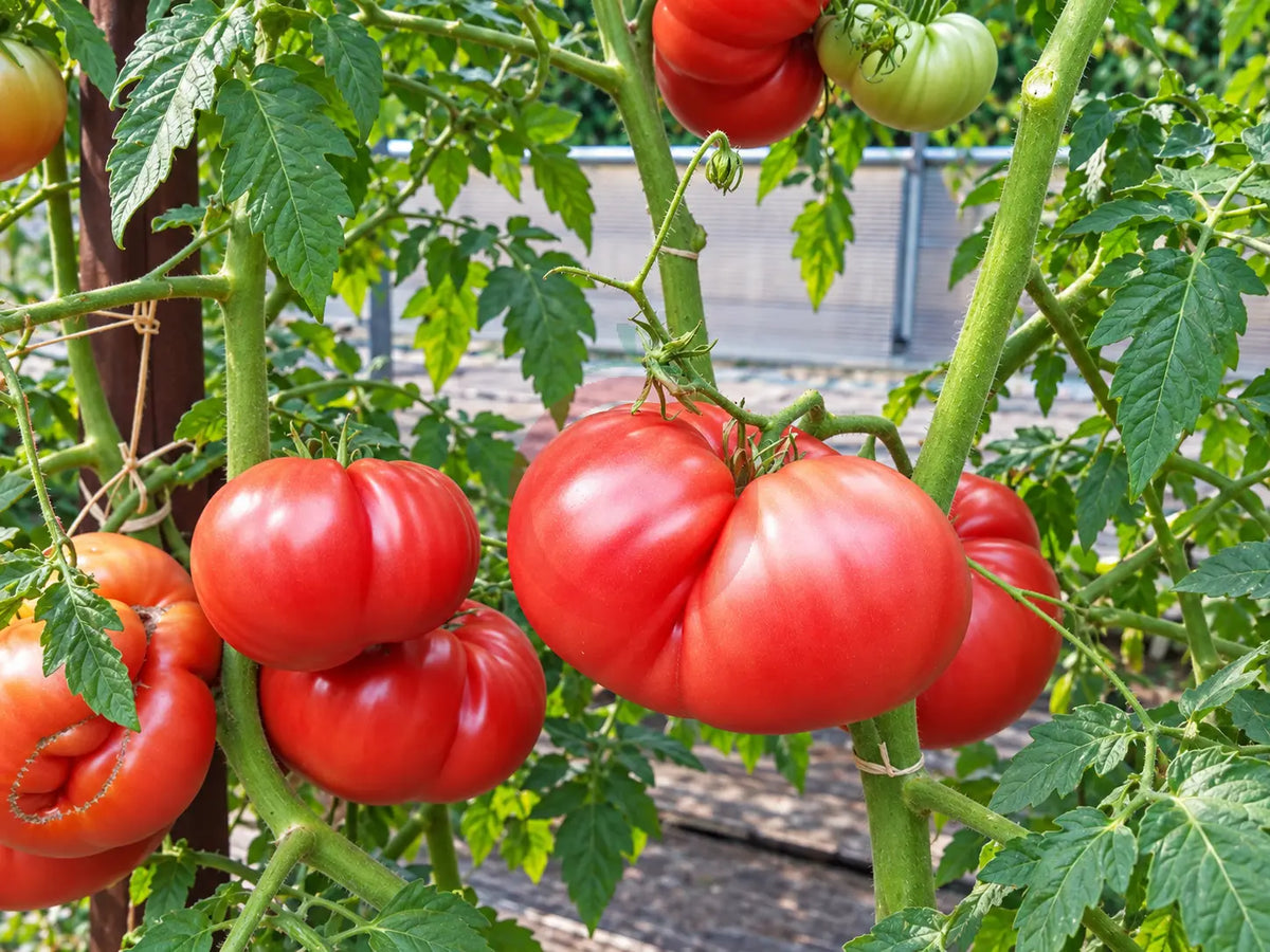 Nahuelbuta Pink DER TOMATENFLÜSTERER