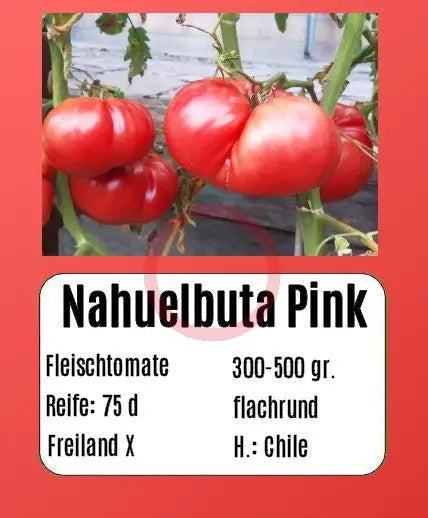 Nahuelbuta Pink DER TOMATENFLÜSTERER