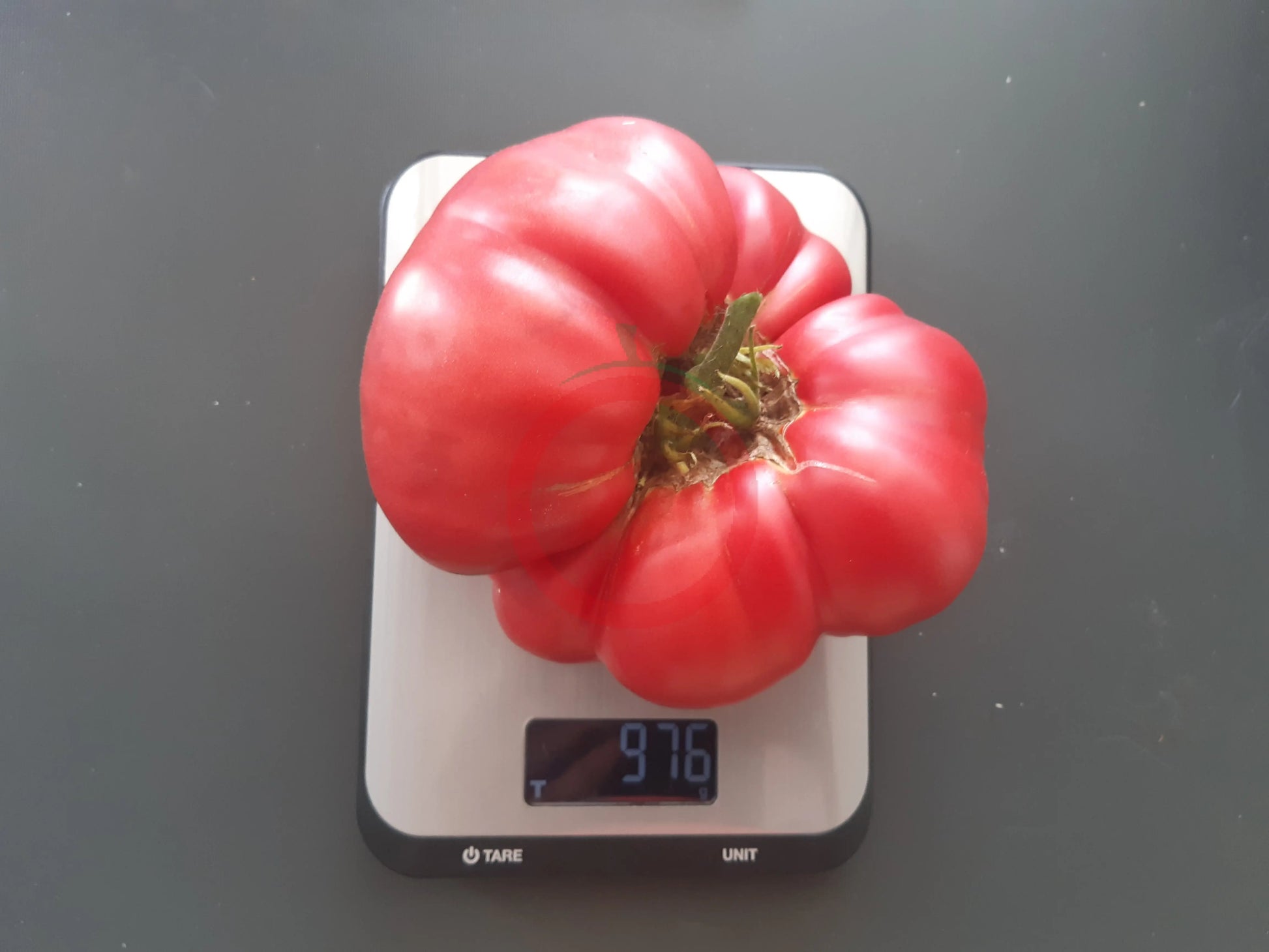Nahuelbuta Pink DER TOMATENFLÜSTERER