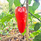 Najerano DER TOMATENFLÜSTERER