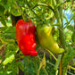 Nariz de Bruja DER TOMATENFLÜSTERER