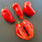 Nariz de Bruja DER TOMATENFLÜSTERER
