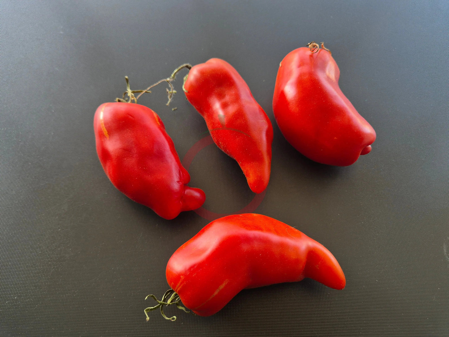 Nariz de Bruja DER TOMATENFLÜSTERER