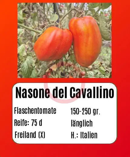 Nasone del Cavallino DER TOMATENFLÜSTERER