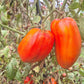 Nasone del Cavallino DER TOMATENFLÜSTERER