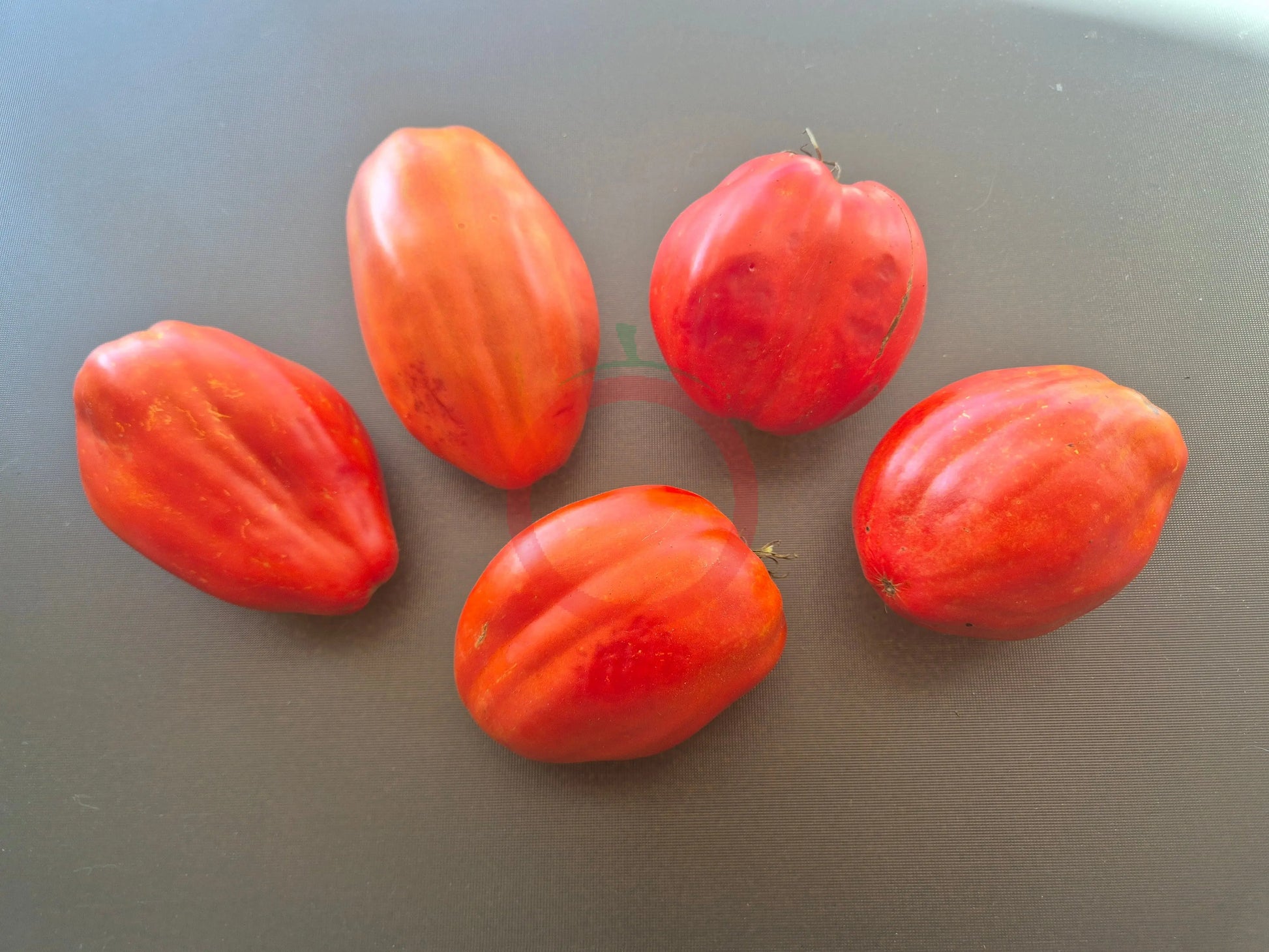 Nasone del Cavallino DER TOMATENFLÜSTERER