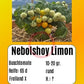 Nebolshoy Limon DER TOMATENFLÜSTERER