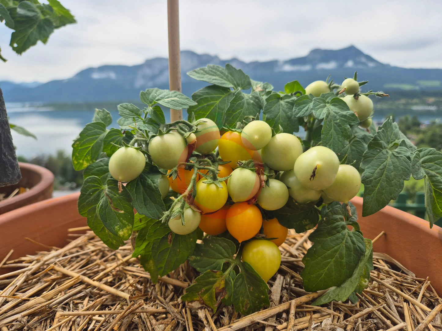 Nebolshoy Limon DER TOMATENFLÜSTERER